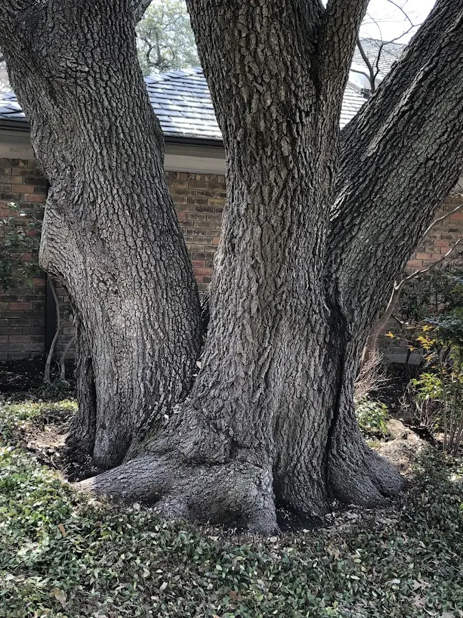 Mature heritage tree close to a Weston property cared for by certified arborists