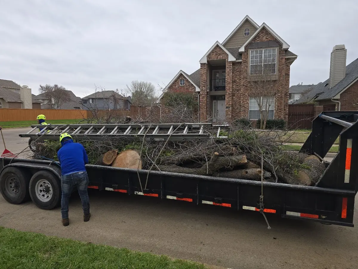 Expert Tree Pest Control with proper safety equipment in Weston